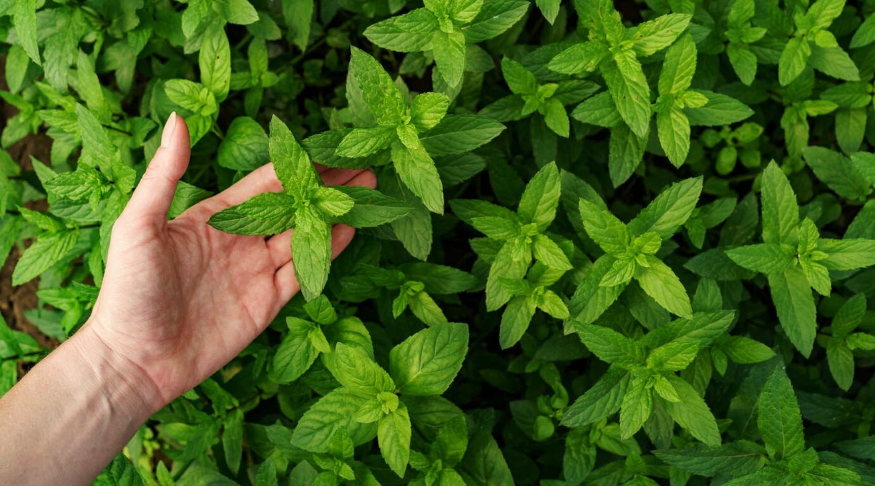 Stevia: Nature's Unassuming Powerhouse of Sweetness