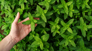 Stevia: Nature's Unassuming Powerhouse of Sweetness